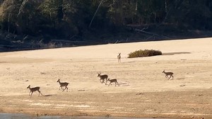 14 reactions | They did this for an hour. #camping #deer | Primitive Camping & Bushcraft | Facebook