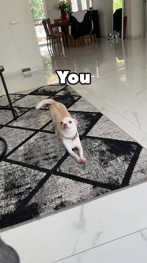 גושי גושי: כל מה שצריך לדעת על גורי צ'יוואווה