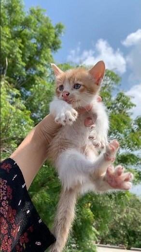 Tiny Kitten Cries for Help… Will Anyone Listen? 🥺🐾💔