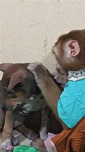 All these animals are really smart. #smart #animals #really #shorts #viral