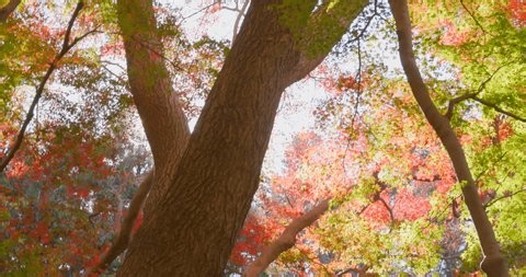 clip-3984119801-bright-red-maple-trees-against-blue-sky