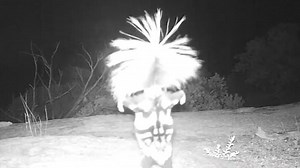 Skunk caught practising gymnastics on night camera