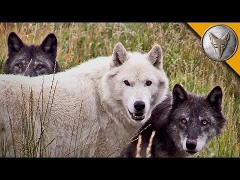 Howlers Inn Bed and Breakfast & Wolf Sanctuary
