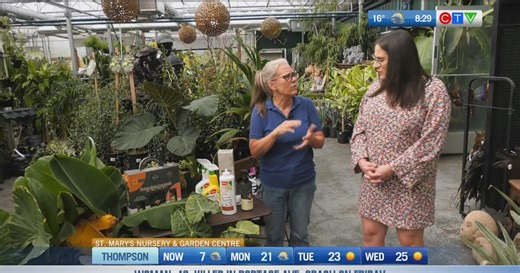 Get Growing: Bringing tropical plants indoors