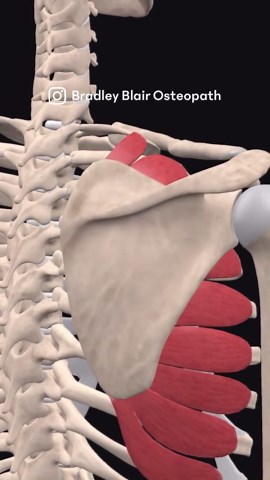 Bradley Blair Osteopath on Instagram: "The serratus anterior muscle is a fan-shaped muscle at the lateral wall of the thorax. Its main part lies deep under the scapula and the pectoral muscles. It is easy to palpate between the pectoralis major and latissimus dorsi muscles. In athletic bodies the muscle may be even visible to the naked eye along the ribs underneath the axilla. The serratus anterior muscle originates from the 1st to 8th or 9th ribs and inserts at the anterior surface of the scapu