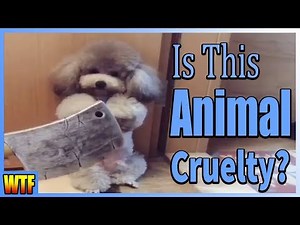 Extremely Controversial Way Of Training Your Pets