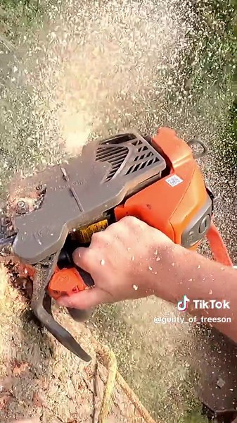 Expert Tree Service Tips for Safe Tree Removal