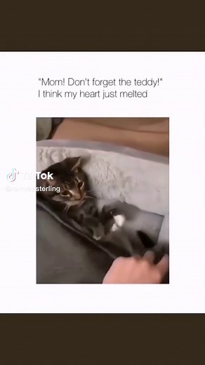 Adorable Cat Hugging Teddy Bear Compilation