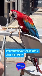 Tropical macaw savoring a slice of pizza! With owner at @luigispizzaparkslope video credit to @austin_paz #MacawLife #TropicalBirds #PizzaLovers #PetParrot #Birdsofinstagram #PetLife #PizzaTime #ExoticPets #ParrotLove #AnimalAdventures #BirdLovers #PetBonding #BirdAndOwner #SnackTime #PetMoments #FeatheredFriends #PizzaParty #BirdEnjoyment #MacawMagic #PetPizza | Gomez V Omar | Facebook