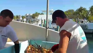 MONSTER LOBSTERS! The Fryde Conch unloads FULL SIZED SPINY LOBSTERS at the Key West Historic Seaport on the docks of the Conch Republic Seafood Company..... | FishMonster Key West