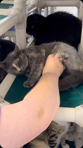 1.5K reactions · 21 shares | Look at Sloane!  #sloane #wow #awesome #wonderful #amazing #toocute #furball #sloane #thisisrescue #passion #catlovers #love #spayandneuter #feralisntforever #furballfarmcatsanctuary | Furball Farm Cat Sanctuary | Facebook