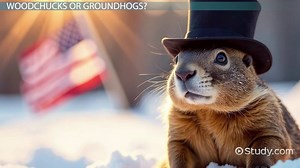 Groundhog | Lifespan, Diet & Habitat - Video | Study.com
