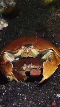 The crab that loves hugging his wife ✨🦀