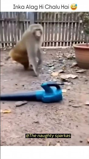 Monkey See, Monkey Do Makeup! cute monkeys