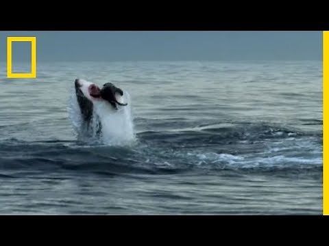 Ce requin dévore une otarie et déclenche l'assaut de toute sa colonie