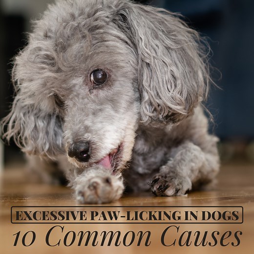 12 Reasons Why Dogs Constantly Lick Their Paws