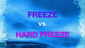 Inside The Weather: Freeze versus Hard Freeze