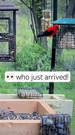 Firebird! #birds #nature #wildlife #shorts #spring #birdfeeder #birdcam #animals #red #birding