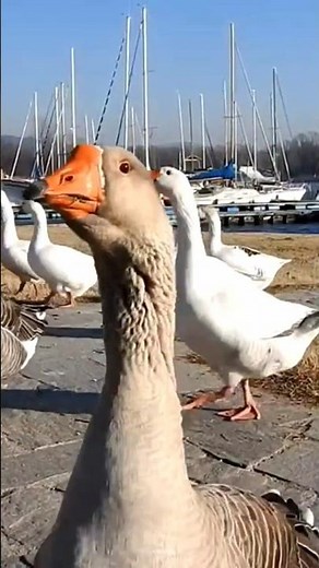 Oche e Anatre, Angera sul lago Maggiore. #shortvideo #nature #uccelli acquatici.