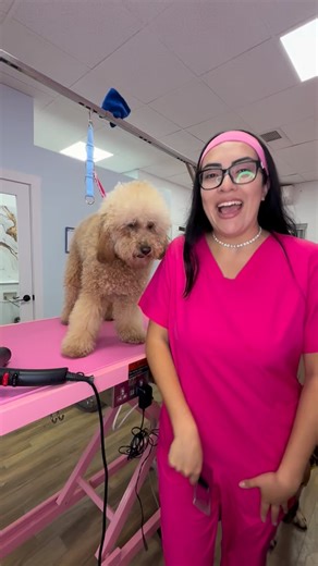 There are many ways to demat a dog, but here is one example. If your pet’s coat is matted, it’s always best to consult a professional groomer to determine the safest and most suitable option for your dog. In this case, the dog tolerated the procedure well, and we were able to save its coat.  | Scooby Groom Canada | Facebook