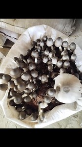 2K views · 27 reactions | Hi everyone!  You can support me by sending Stars – they help me earn money to keep making content that you love. Whenever you see the Stars icon, you can send me Stars. #StarsEverywhere | Volvariella Mushroom Spawn | Facebook