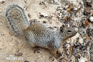 Rock squirrel - Alchetron, The Free Social Encyclopedia