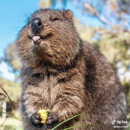 Quokka edittt #animals #quokka #cute #fyp #adorableanimals | Quokka