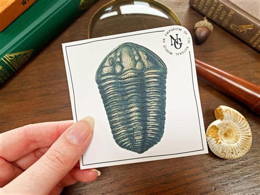 Trilobite Fossil Vinyl Sticker: Natural Pre-history Phone Accessory - Etsy