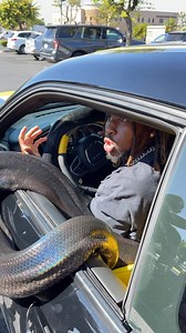 3 Buff Guys VS. Giant Snake #snake #reptile #funny | Kali Muscle