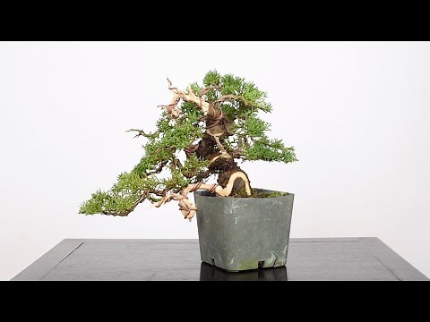 Shohin Juniper Bonsai from Cuttings, Part 2 | Bonsai-U
