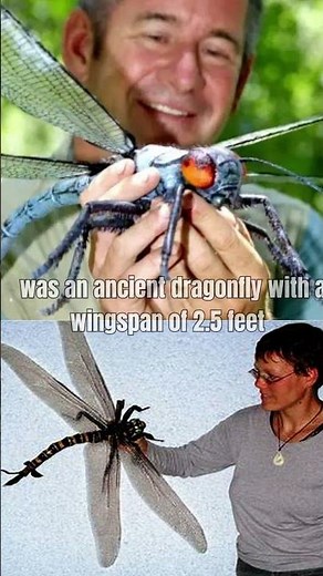 Meganeura: The Giant Dragonfly of the Prehistoric World.#Meganeura#GiantDragonfly#PrehistoricInsects