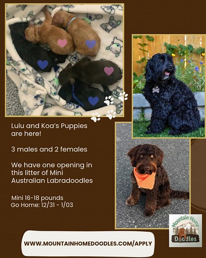 1K views · 23 reactions | We are thrilled to officially welcome Lulu...
