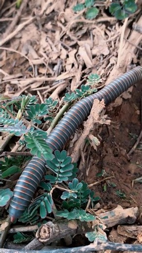 😱 The World of Giant Millipedes #insects #wildlife