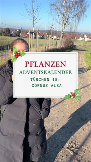 Entdecke den Cornus Alba für deinen Garten