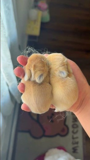 Cutest Baby Bunnies Sleeping Together – Adorable Bunny Cuddle!
