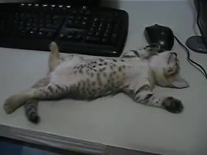 47K views · 2.4K reactions | baby cat sleeping on table! awww CUTE | Gatti che dormono in posizioni assurde | Facebook