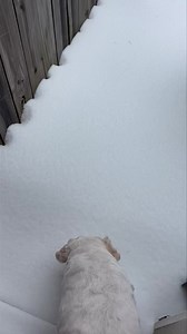 Lilly usually loves the snow- not this time! The sleet really made her rethink plans ❄️ 🐾 | Taylor Grenda