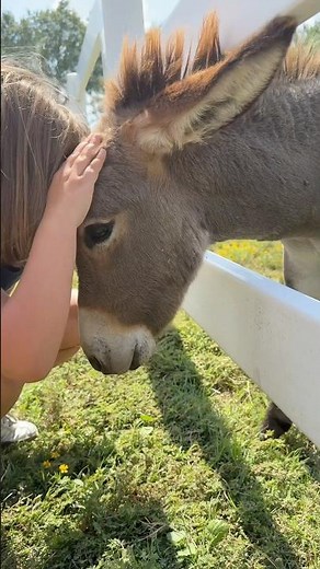 Milk & Honey Ranch: I Made a New Donkey Best Friend! 🥰 ‪@milkandhoneyranch‬ #kidsvideo #kidsshorts