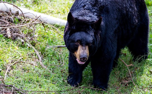 Answer woman: When do black bears come out of their dens in Asheville?