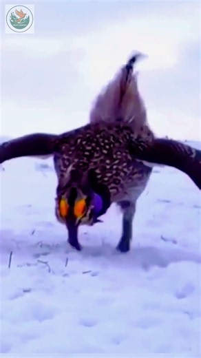 Who Did It Better? Bird vs Human Dance! 🐦🕺 #shorts #funnyanimals