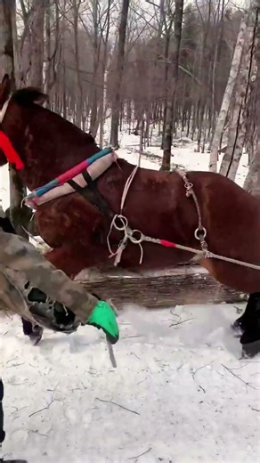 Strong Draft Horses Pulling Large Logs Through Snowy Forest