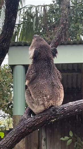 Singing in the rain 🌧️💚 A male koala at Symbio Wildlife Park is showing off his powerful mating call🐨 📸 @zookeeper_dan #travelaustralia #australia #aussielife #aussielifestyle #nature #adventure #travel #aussiestyle #koala #animals #SymbioWildlifePark | Aussie Style