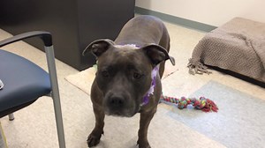 1.1K views · 68 reactions | Our mystery girl is getting ready for her Facebook live debut at 10:30. See you soon! | Mohawk Hudson Humane Society | Facebook