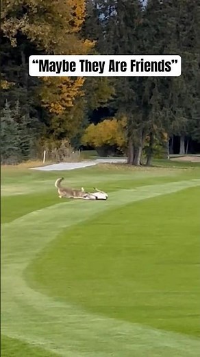 Coyote attacks deer on golf course! Buddy sent me this from idaho. #hunting #viral #deer #coyote