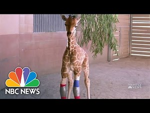 Baby Giraffe Able To Walk With The Help Of Human Orthopedic Group