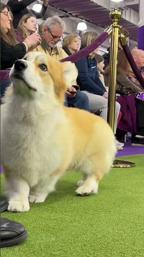 #PembrokeWelshCorgi: small, fearless, and full of heart