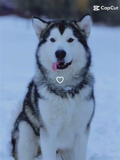 Cachorro Malamute do Alasca