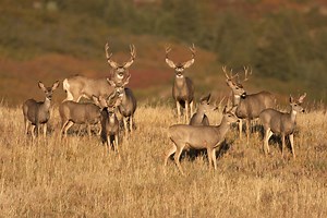 How to Prepare for an Out-of-State Mule Deer Hunt
