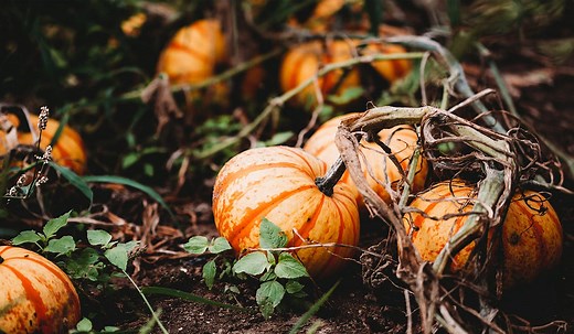 How to Keep Pumpkins from Rotting Before Their Time