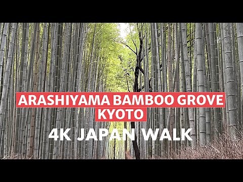 4K Japan Walk: Arashiyama Bamboo Grove in Kyoto, Japan
